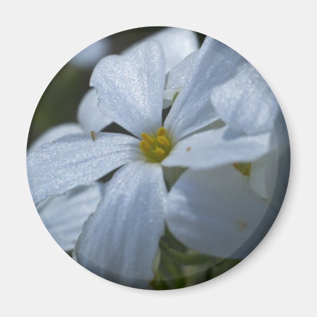 Blume Power Magnet (Vorne)