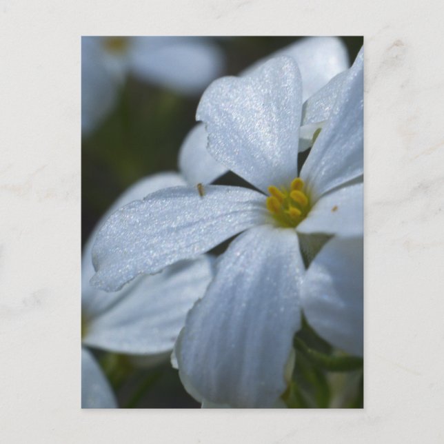 Blume Power Postkarte (Vorderseite)