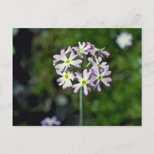 Blume Primula Laurentiana Postkarte (Vorderseite)