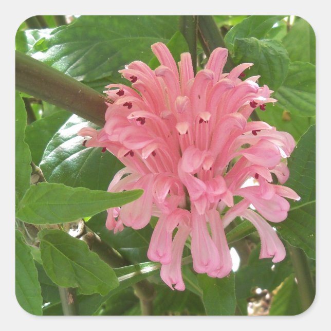 Blume Quadratischer Aufkleber (Vorderseite)