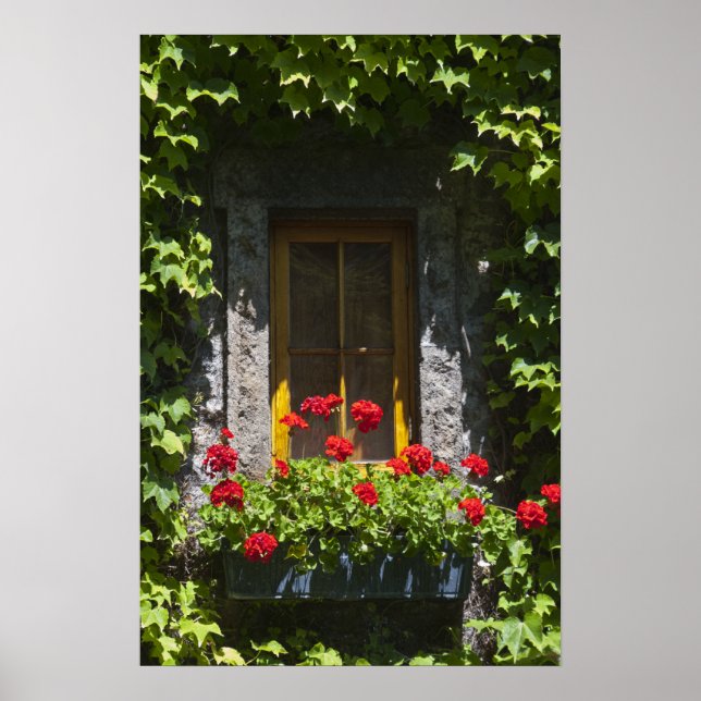 Blume Red Geranium Poster (Vorne)