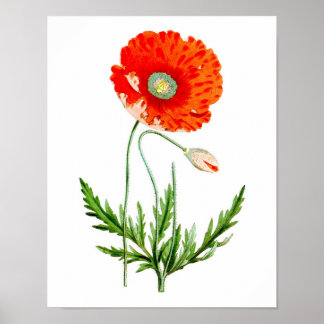 Blume Red Poppy Wanddekor Print #4 Poster