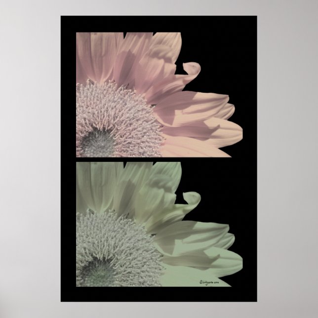 Blume Rosa Blume Plakat drucken (Vorne)