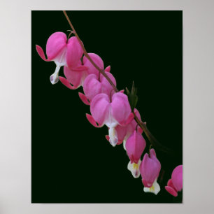Blume rosa Blutungen im Herzen Poster