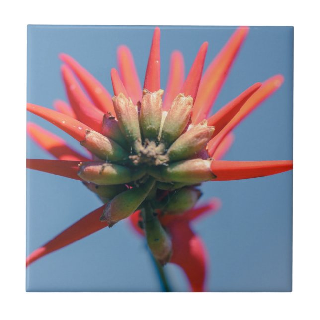 Blume Rosa Erythrina Fliese (Vorderseite)