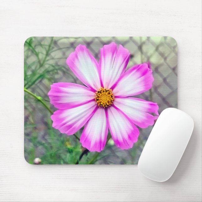 Blume Rosa und Weißkosmos Mousepad (Mit Mouse)