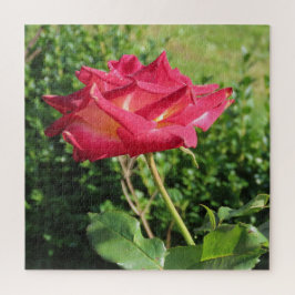 Blume, Rot, Blütenblättern, Rose, Natur, Blüte,