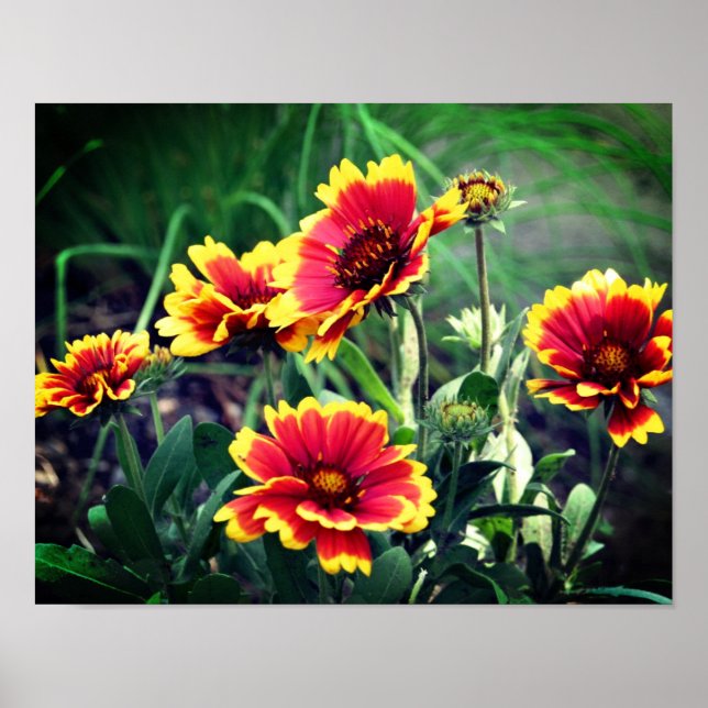 Blume Rot und Gelb Gaillardia Blanket Poster (Vorne)