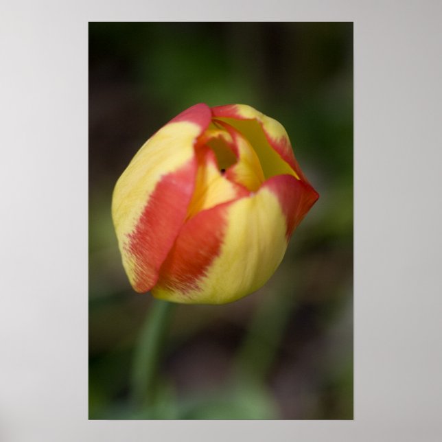 Blume rot und gelb poster (Vorne)
