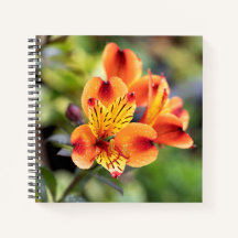 Blume Rot und Orange Alstroemeria