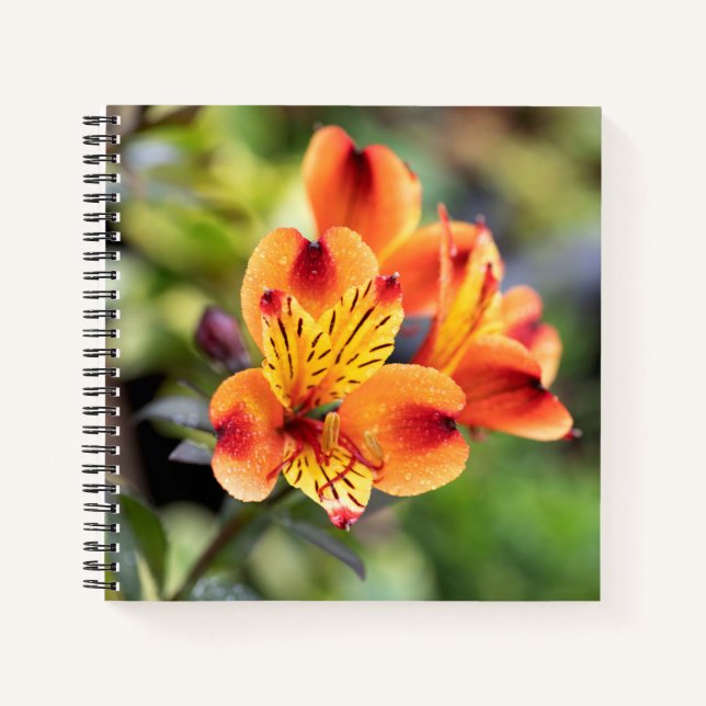 Blume Rot und Orange Alstroemeria Notizbuch (Vorderseite)