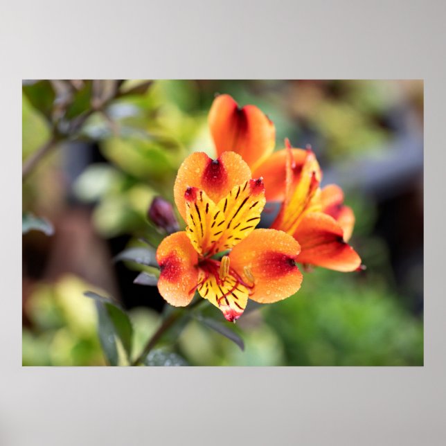 Blume Rot und Orange Alstroemeria Poster (Vorne)
