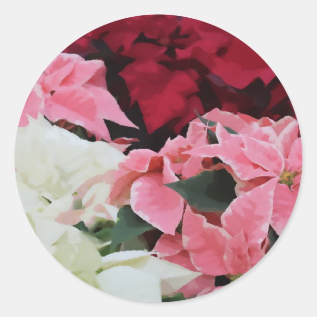 Blume Rot-Weiß und Rosa Winterpoinsettia Runder Aufkleber (Vorderseite)