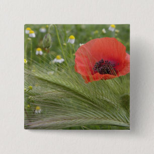Blume Roter Mohn, Toskana, Italien Button
