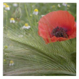 Blume Roter Mohn, Toskana, Italien Fliese