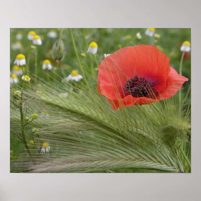 Blume Roter Mohn, Toskana, Italien Poster (Vorne)