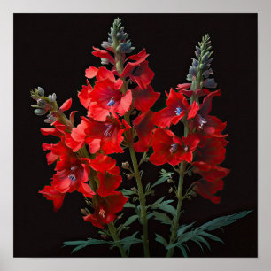 Blume Rotes Delphinium Poster