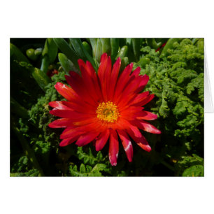 Blume Rotes Eis Farbenfrohe Teppiche Pflanze