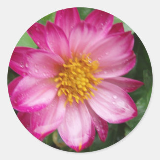 Blume Runder Aufkleber