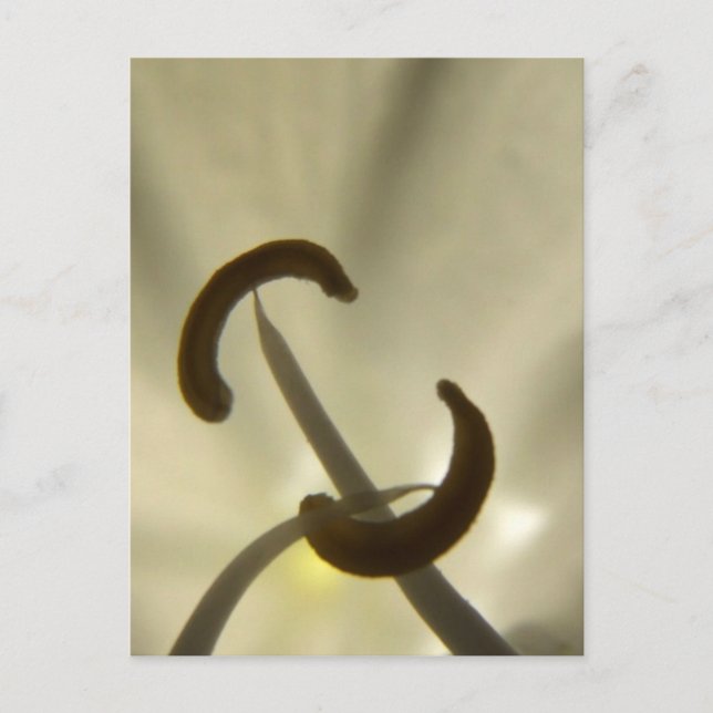 Blume Saatgut Postkarte (Vorderseite)