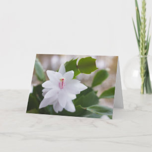 Blume Schlumbergera CC0476 Feiertagskarte