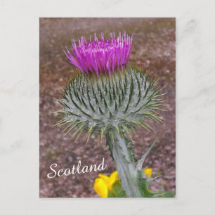 Blume Schottlands, das Thistle Postkarte