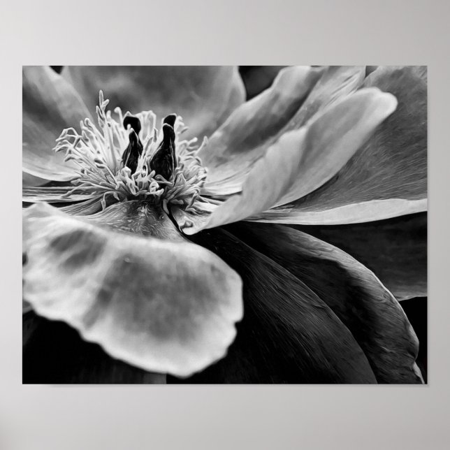 Blume Schwarz-Weiß-Fotografien drucken Poster (Vorne)