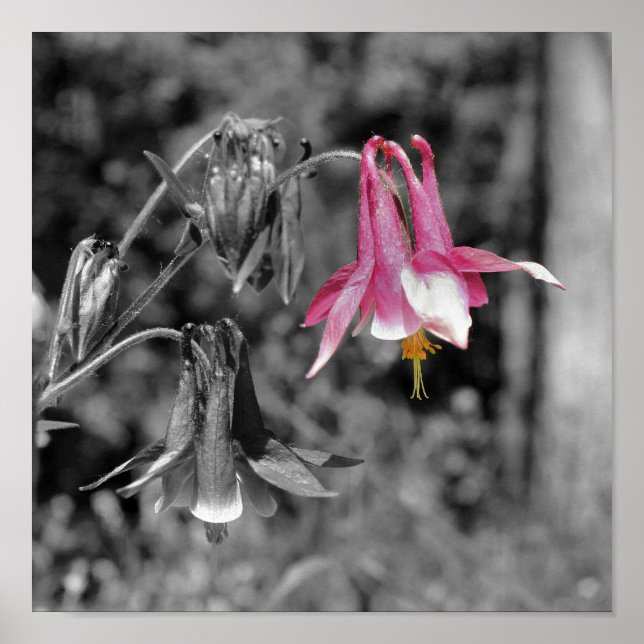 Blume Schwarz/Weiß partiell zusammenfassen Poster (Vorne)