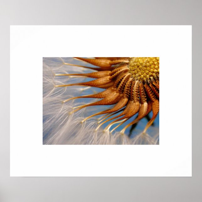 Blume Seed Poster (Vorne)