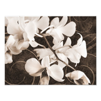 Blume Sepia Schwarzer Hintergrund Blumenbeete Fotodruck