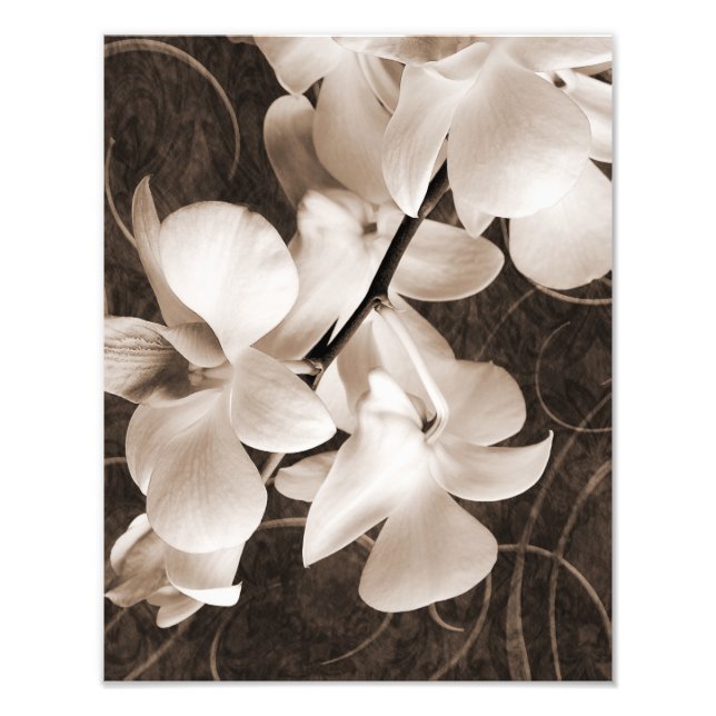 Blume Sepia Schwarzer Hintergrund Blumenbeete Fotodruck (Vorne)
