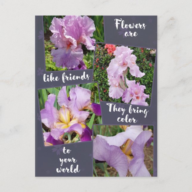 Blume sind wie Friends Postcard Postkarte (Vorderseite)