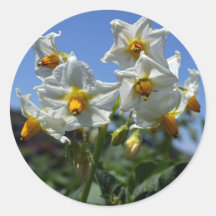 Blume Solanum tuberosum