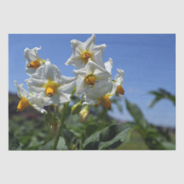Blume Solanum tuberosum Seidenpapier