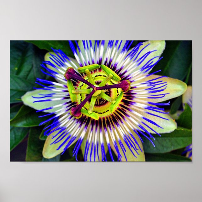 Blume Sommerblühende Pflanze Poster (Vorne)