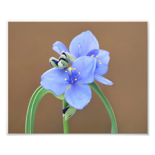Blume Spiderwort Fotodruck (Vorne)