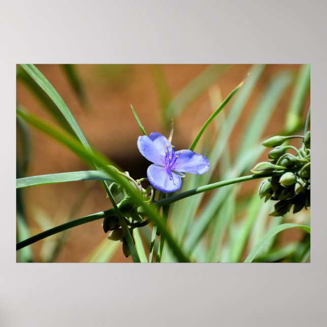 Blume Spiderwort Poster (Vorne)