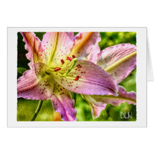 Blume Stargazer Liege