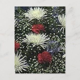 Blume - Sternexplosion Vero Beach 2010 Das MUSEUM Postkarte