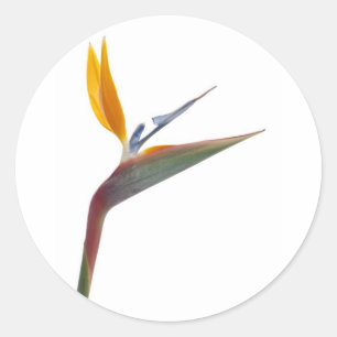 Blume (Strelitzia reginae) Runder Aufkleber