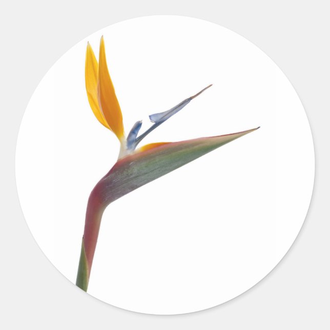 Blume (Strelitzia reginae) Runder Aufkleber (Vorderseite)