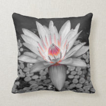 Blume Thrombozyten Pink Lilie