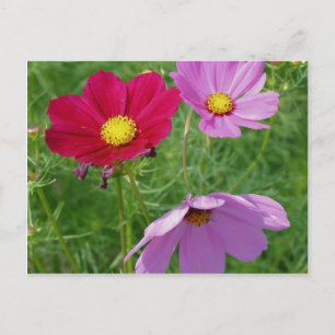 Blume-Trio-Natur Postkarte