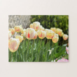 Blume Tulip Festival - Martha Argerich Projekt