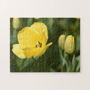Blume Tulip Festival - Martha Argerich Projekt