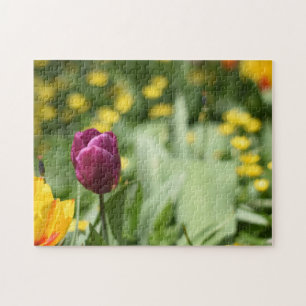 Blume Tulip Festival - Martha Argerich Projekt