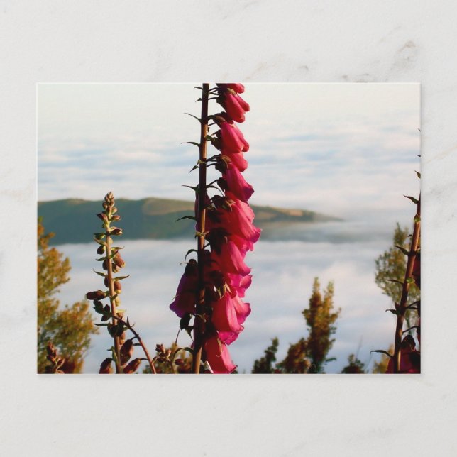 Blume über Wolken Postkarte (Vorderseite)