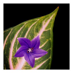 Blume und Blätterdruck, Werteplakatpapier (Matte) Poster