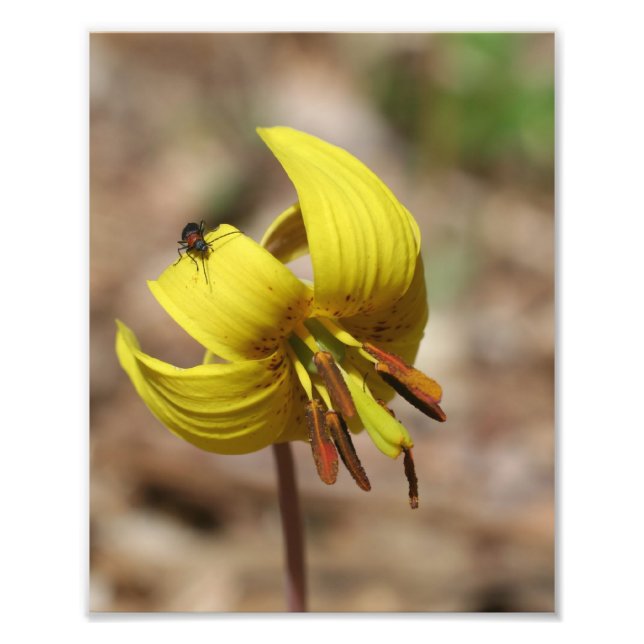 Blume und Feuerwehrfreund 8x10 Fotodruck (Vorne)