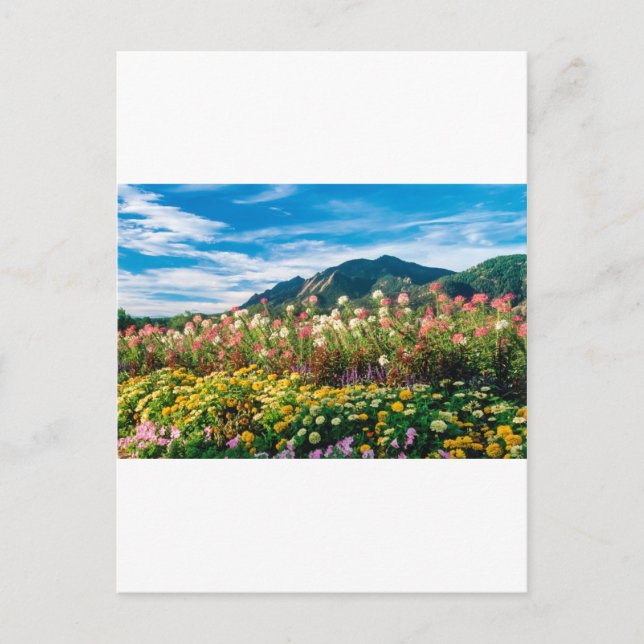 Blume und Flationen Postkarte (Vorderseite)